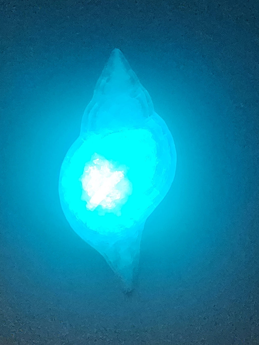 Shell Lights