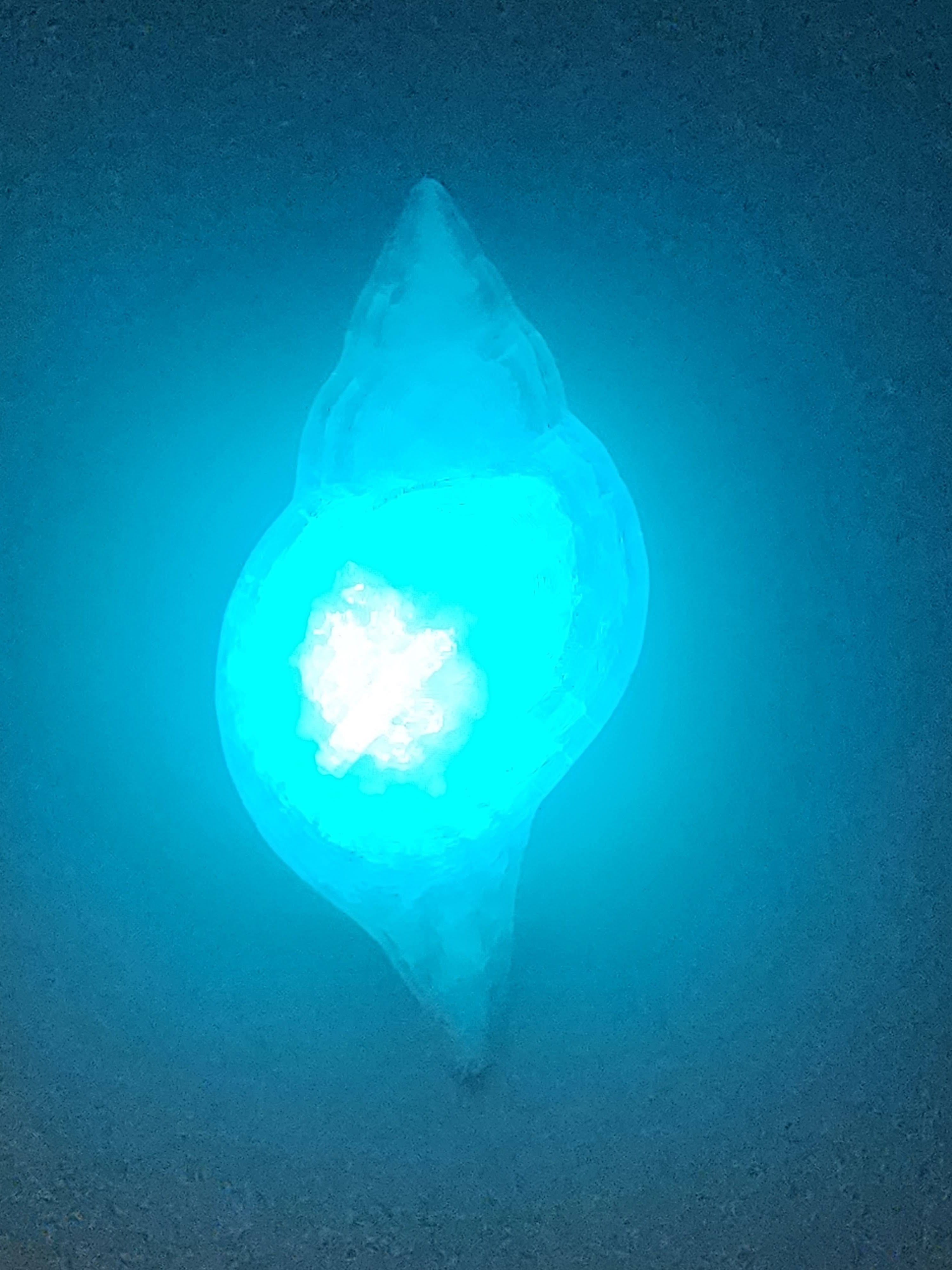 Shell Lights