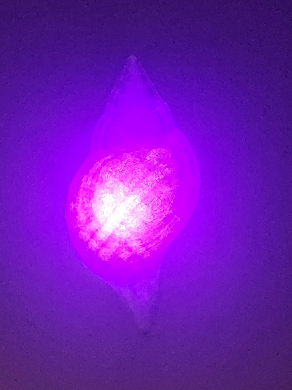Shell Lights
