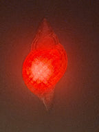 Shell Lights