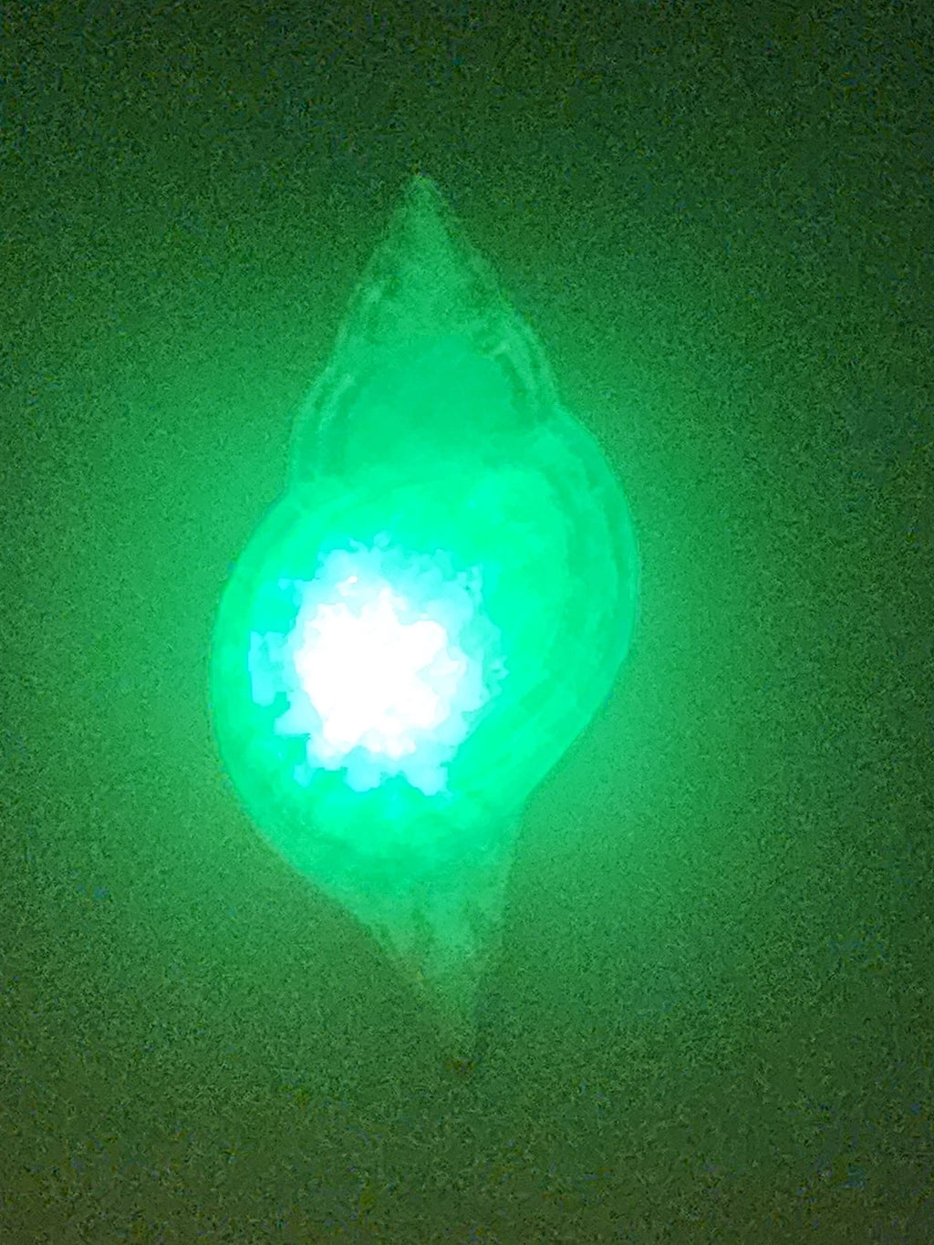 Shell Lights
