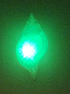 Shell Lights