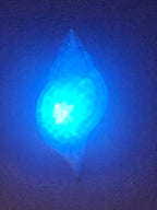 Shell Lights