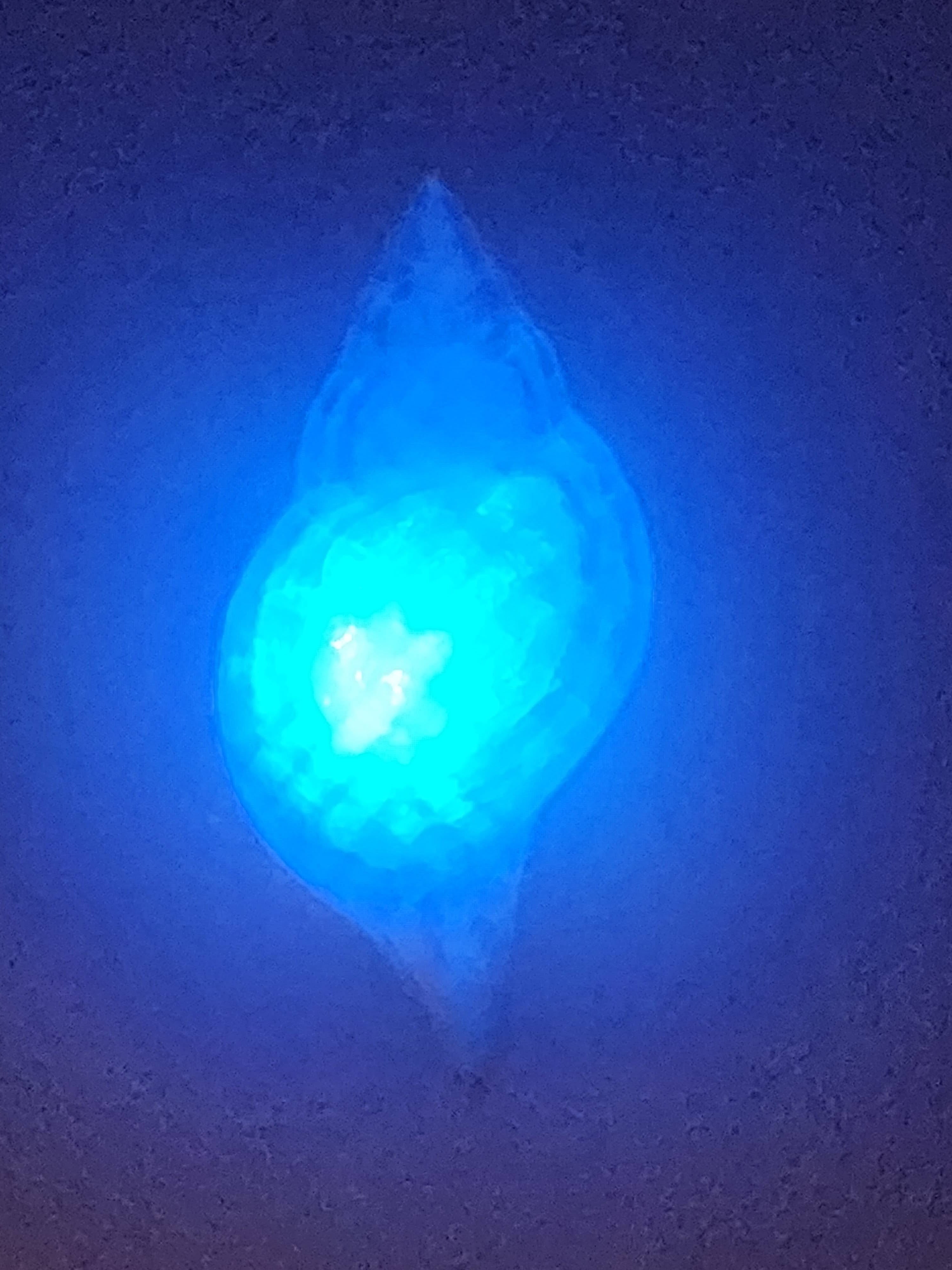 Shell Lights