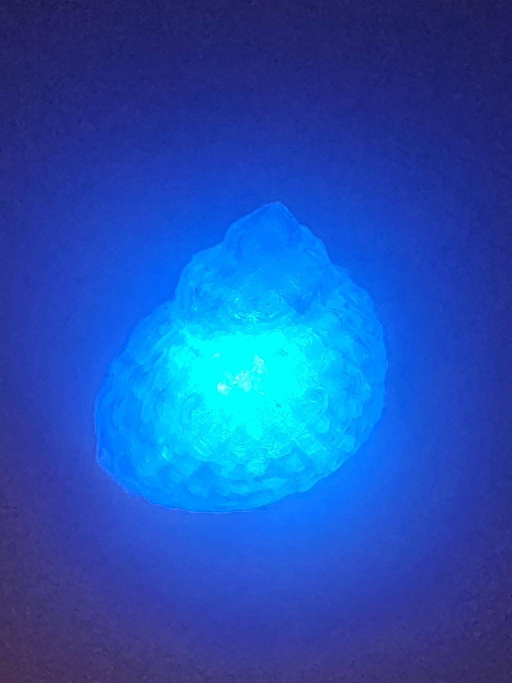 Shell Lights