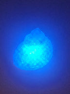 Shell Lights
