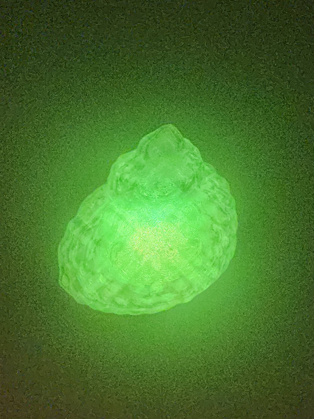 Shell Lights