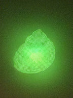 Shell Lights