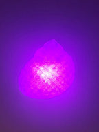 Shell Lights