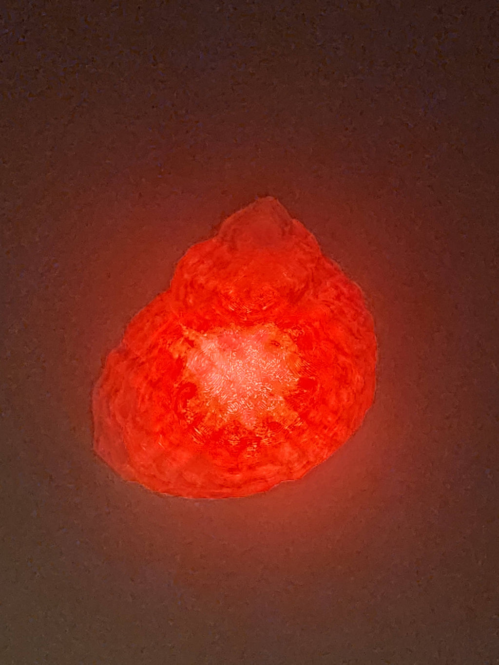 Shell Lights