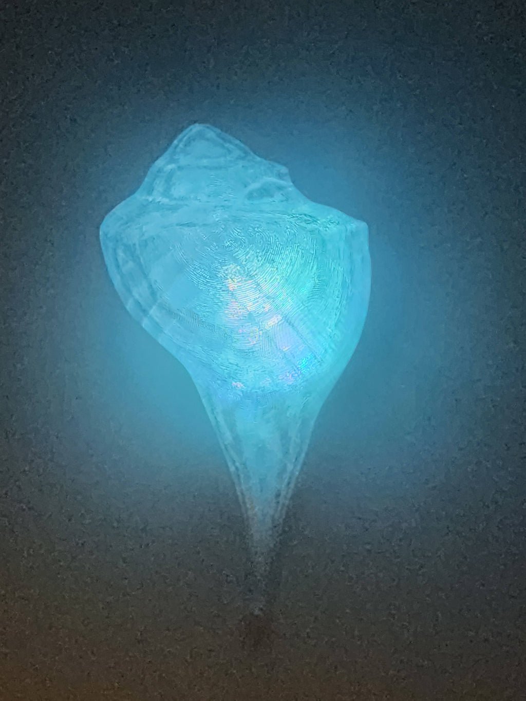 Shell Lights