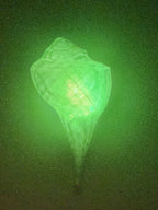Shell Lights
