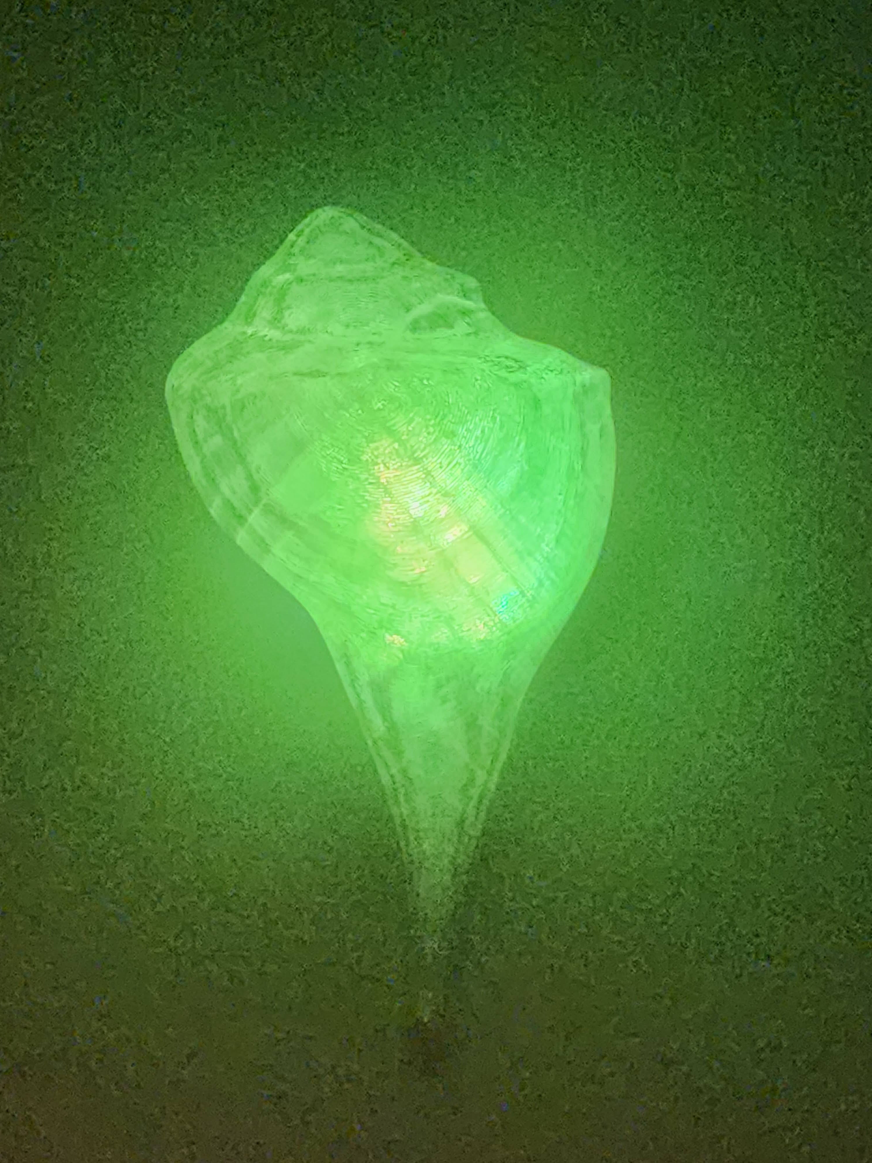 Shell Lights