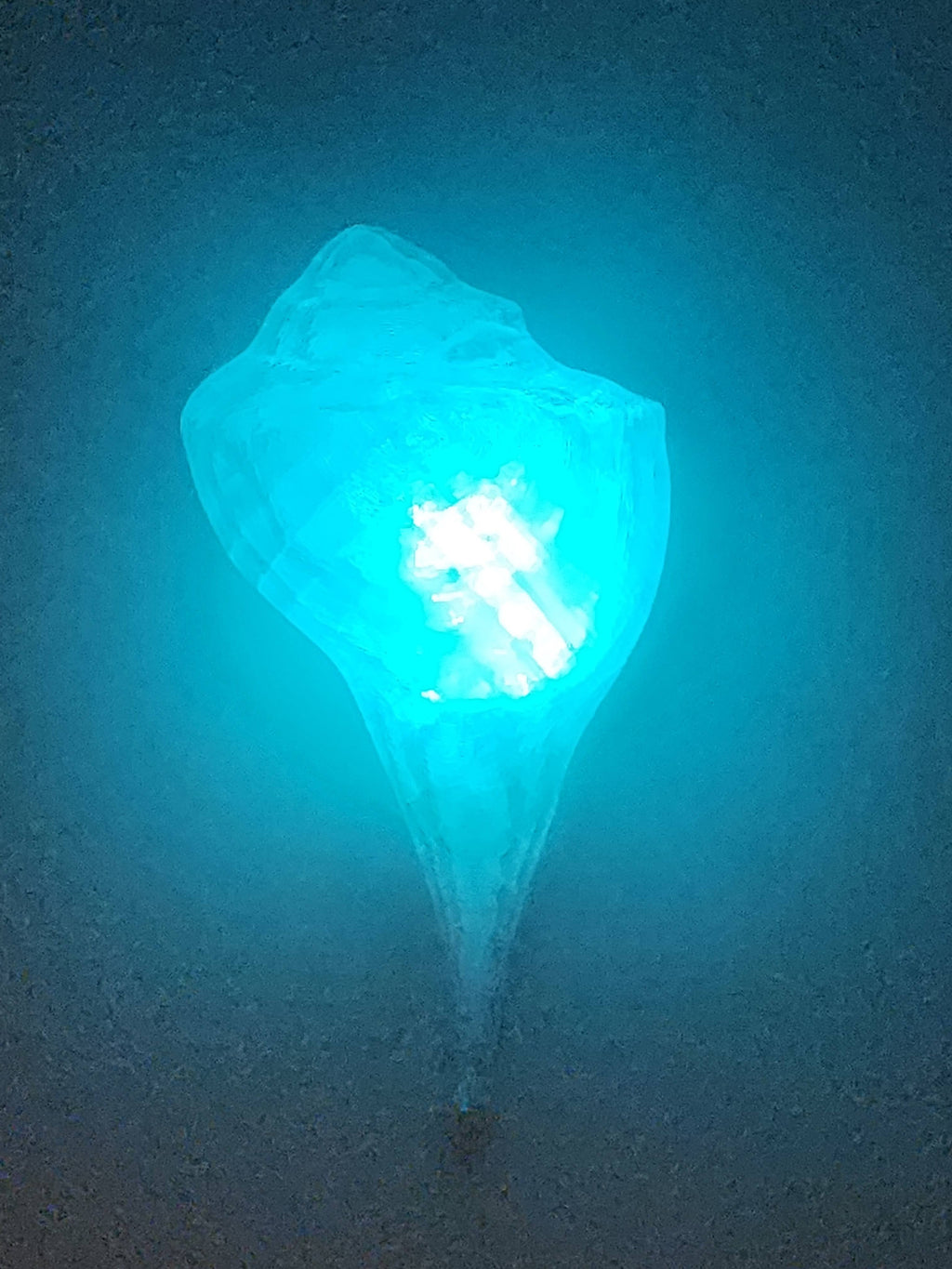 Shell Lights