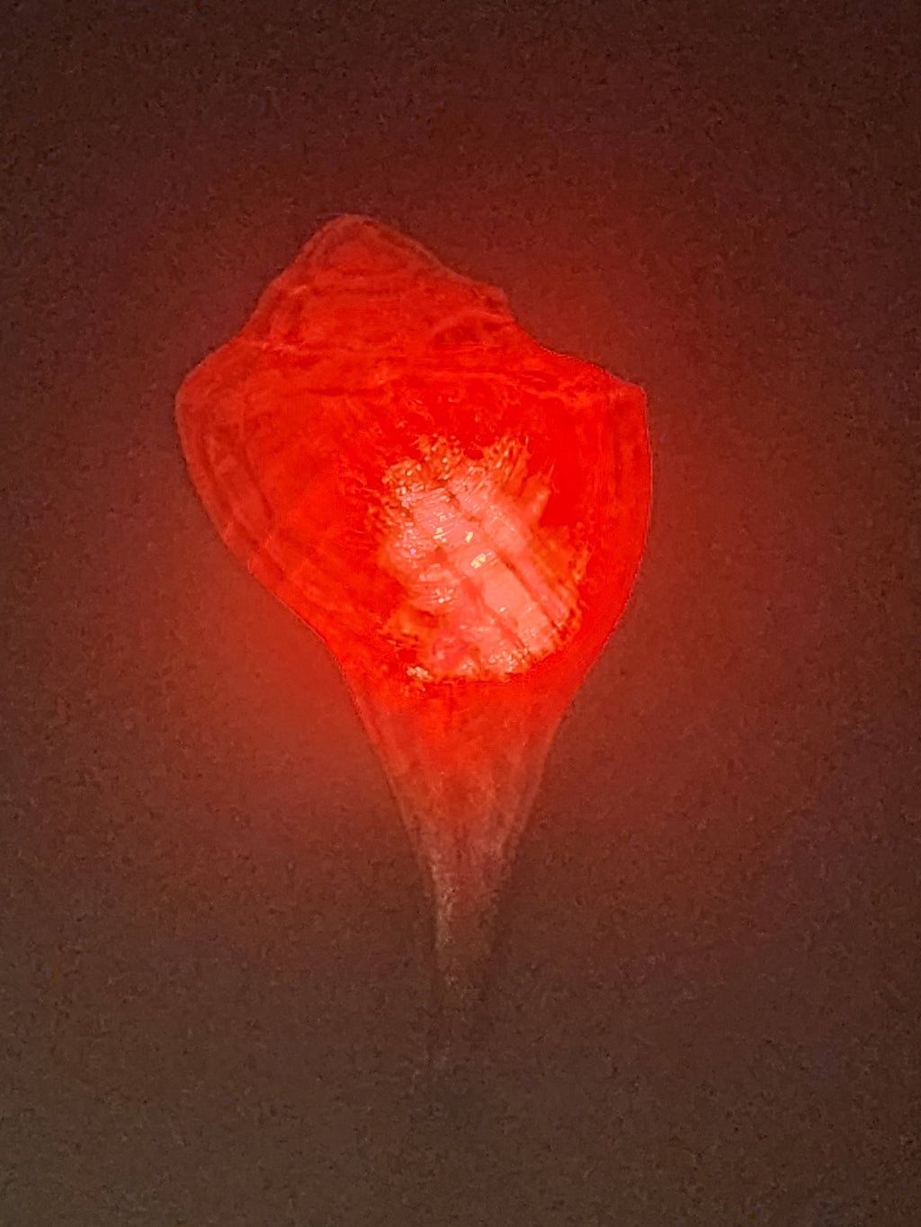 Shell Lights