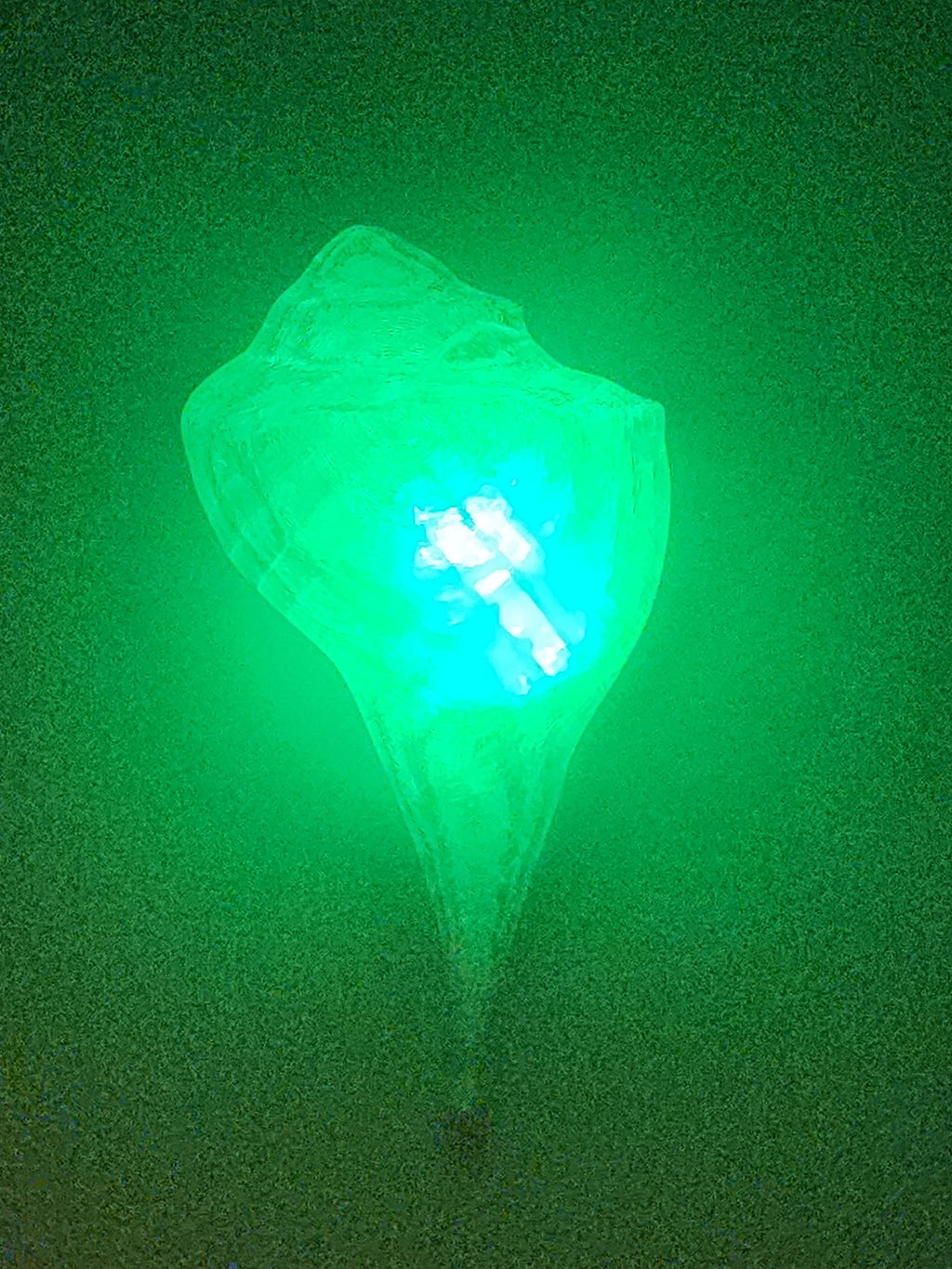 Shell Lights