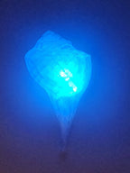 Shell Lights