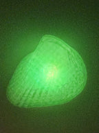 Shell Lights