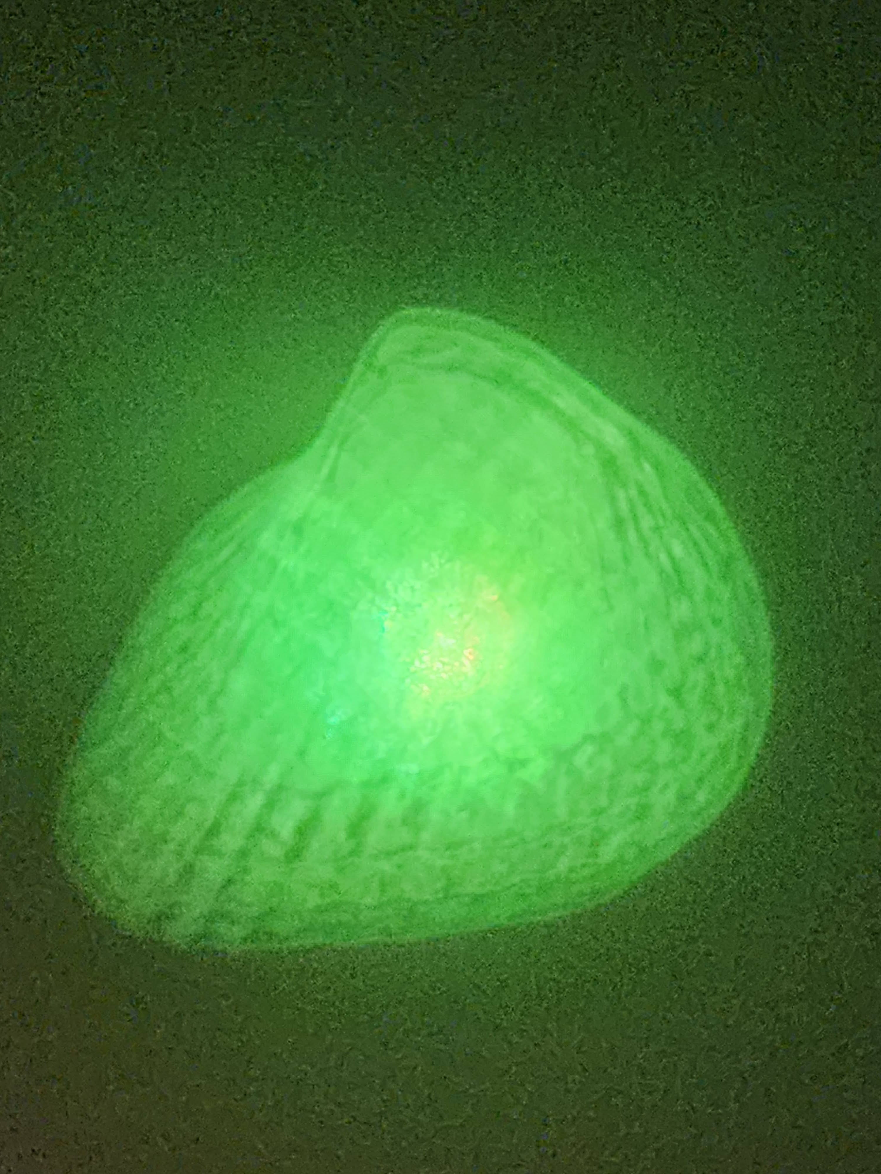 Shell Lights