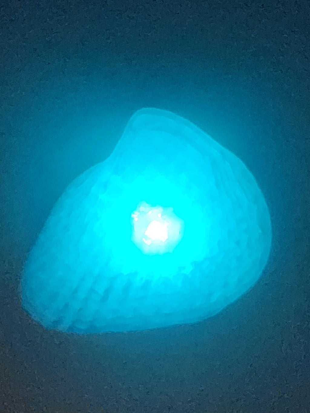 Shell Lights