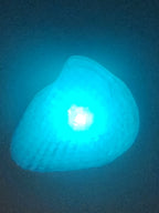 Shell Lights