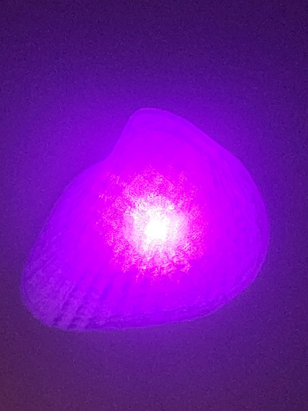 Shell Lights