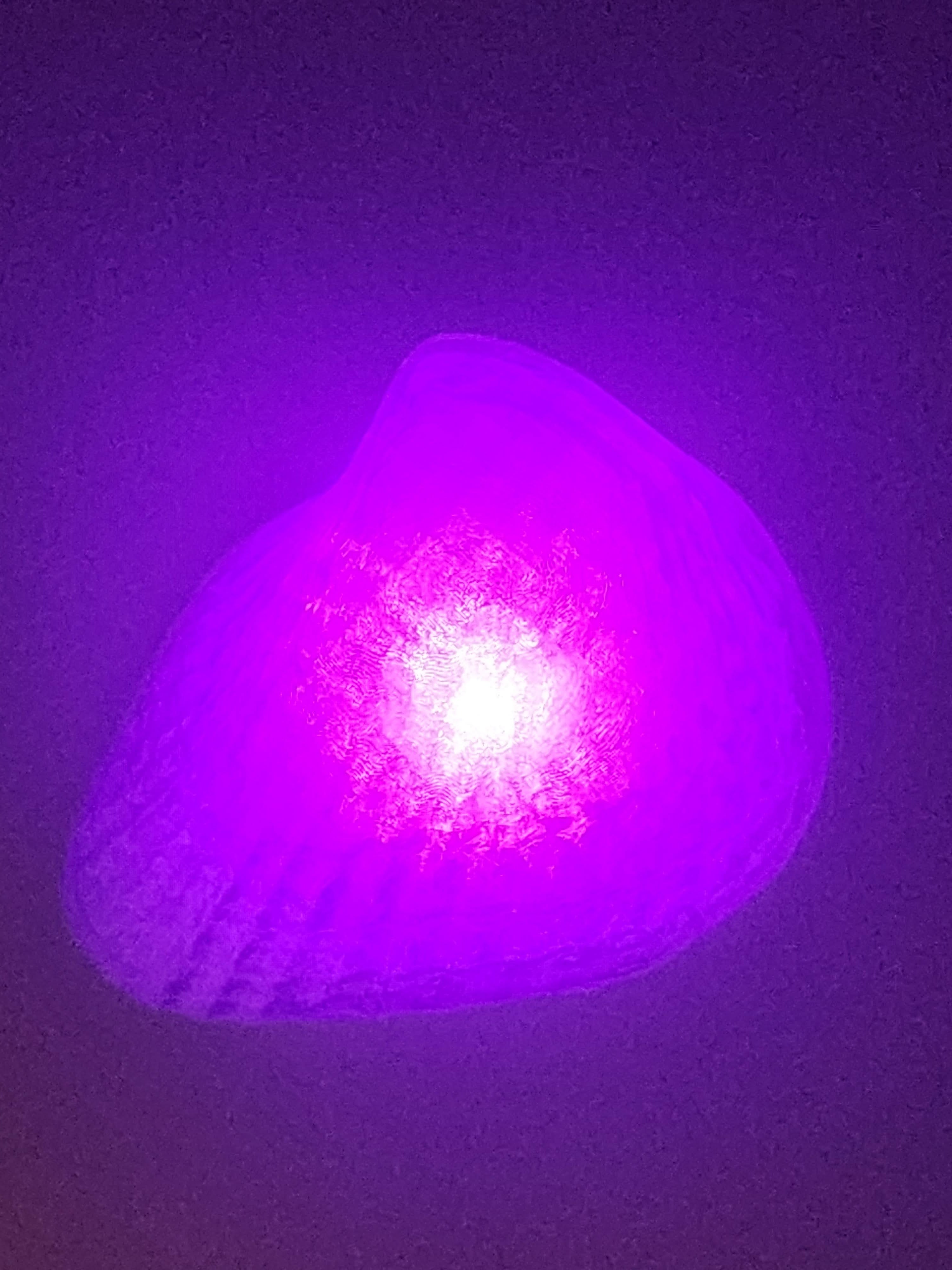 Shell Lights