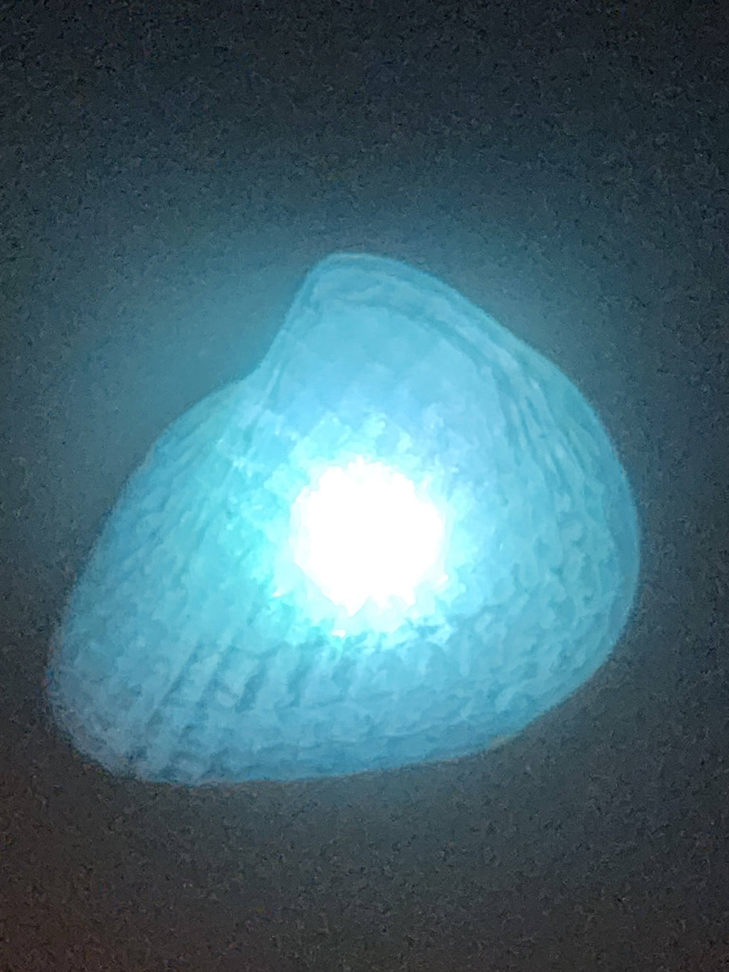 Shell Lights