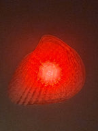 Shell Lights