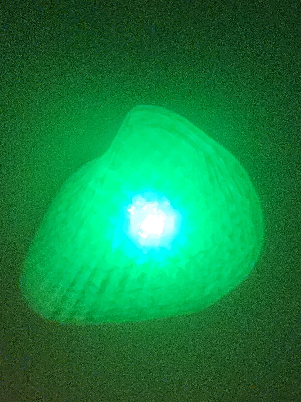 Shell Lights