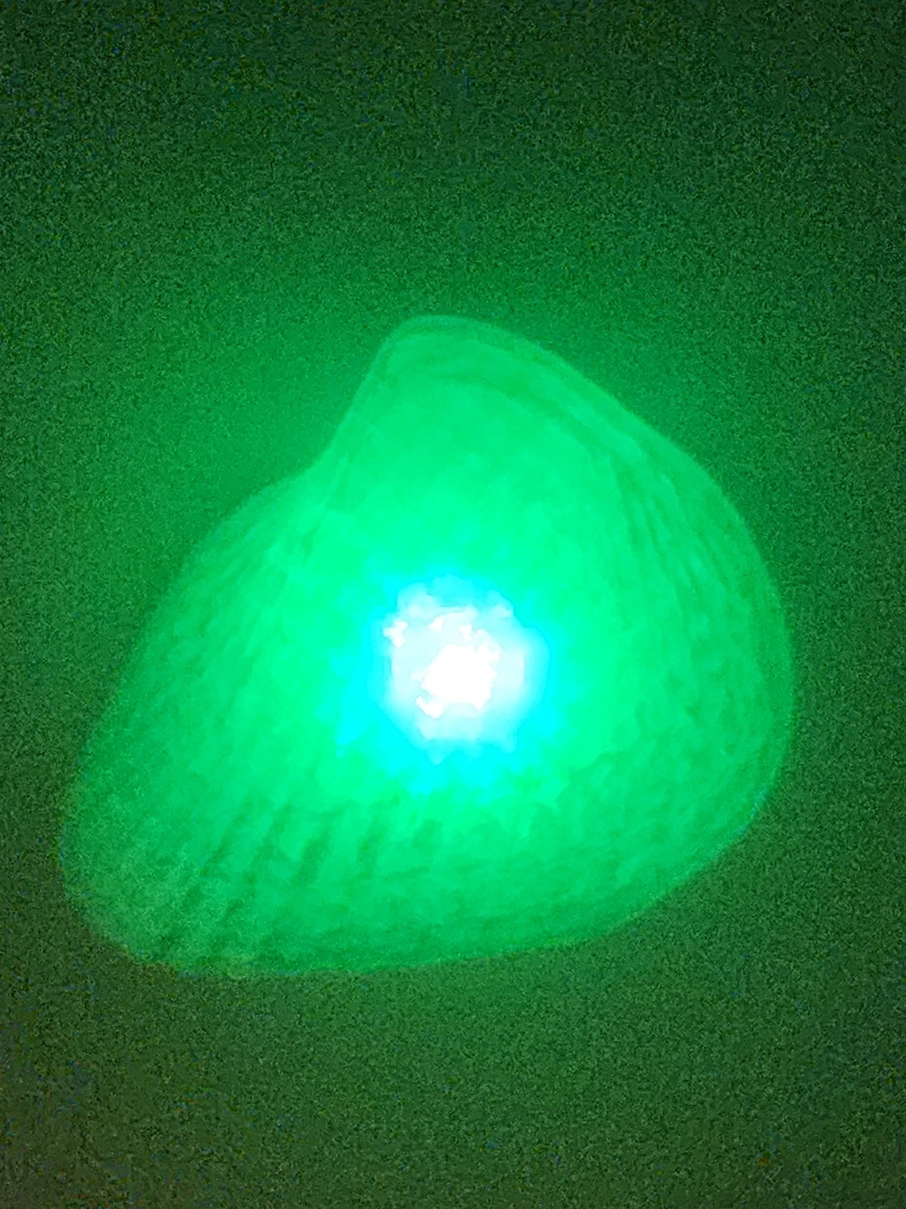 Shell Lights
