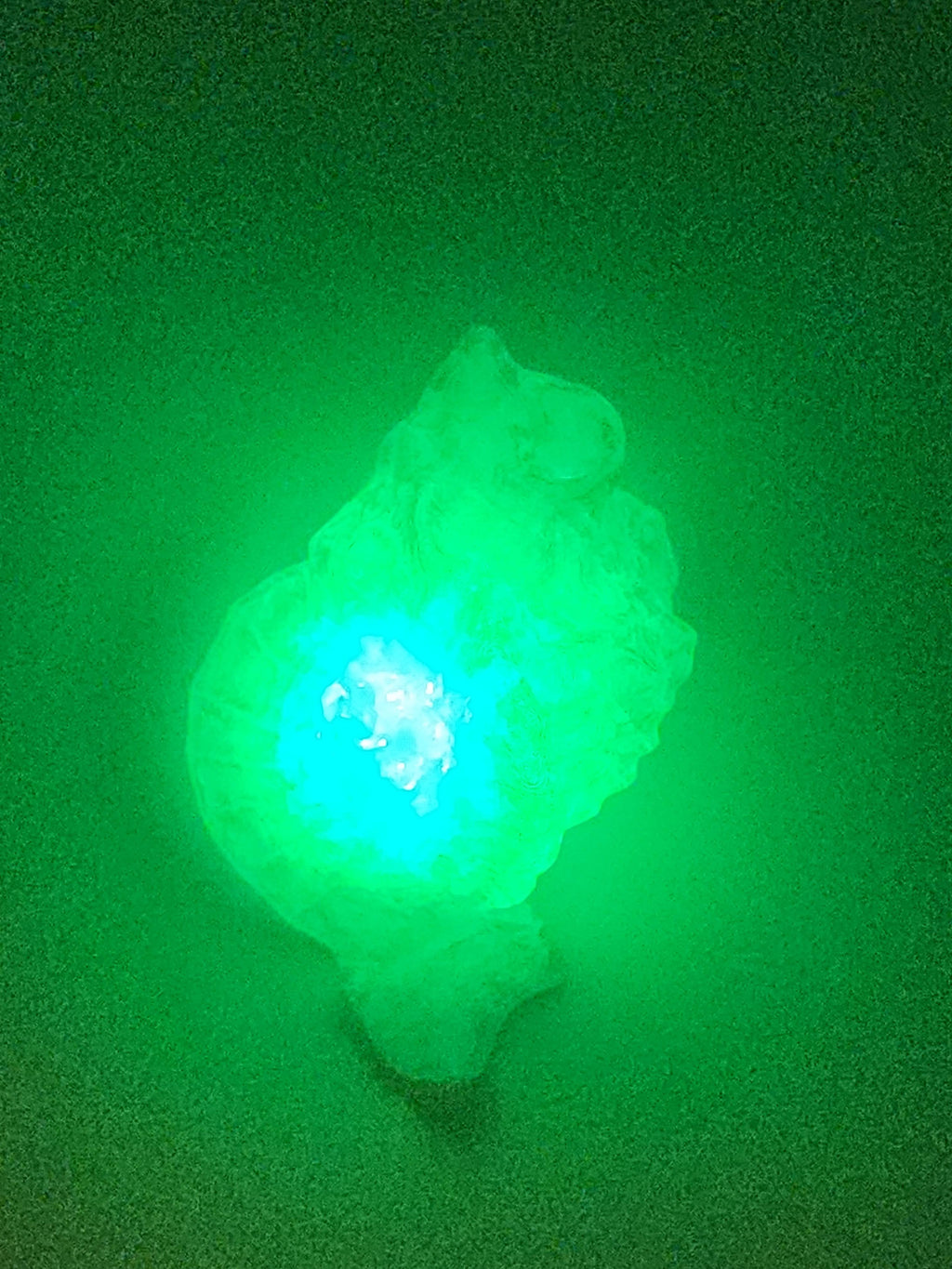 Shell Lights