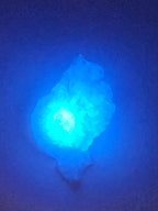 Shell Lights
