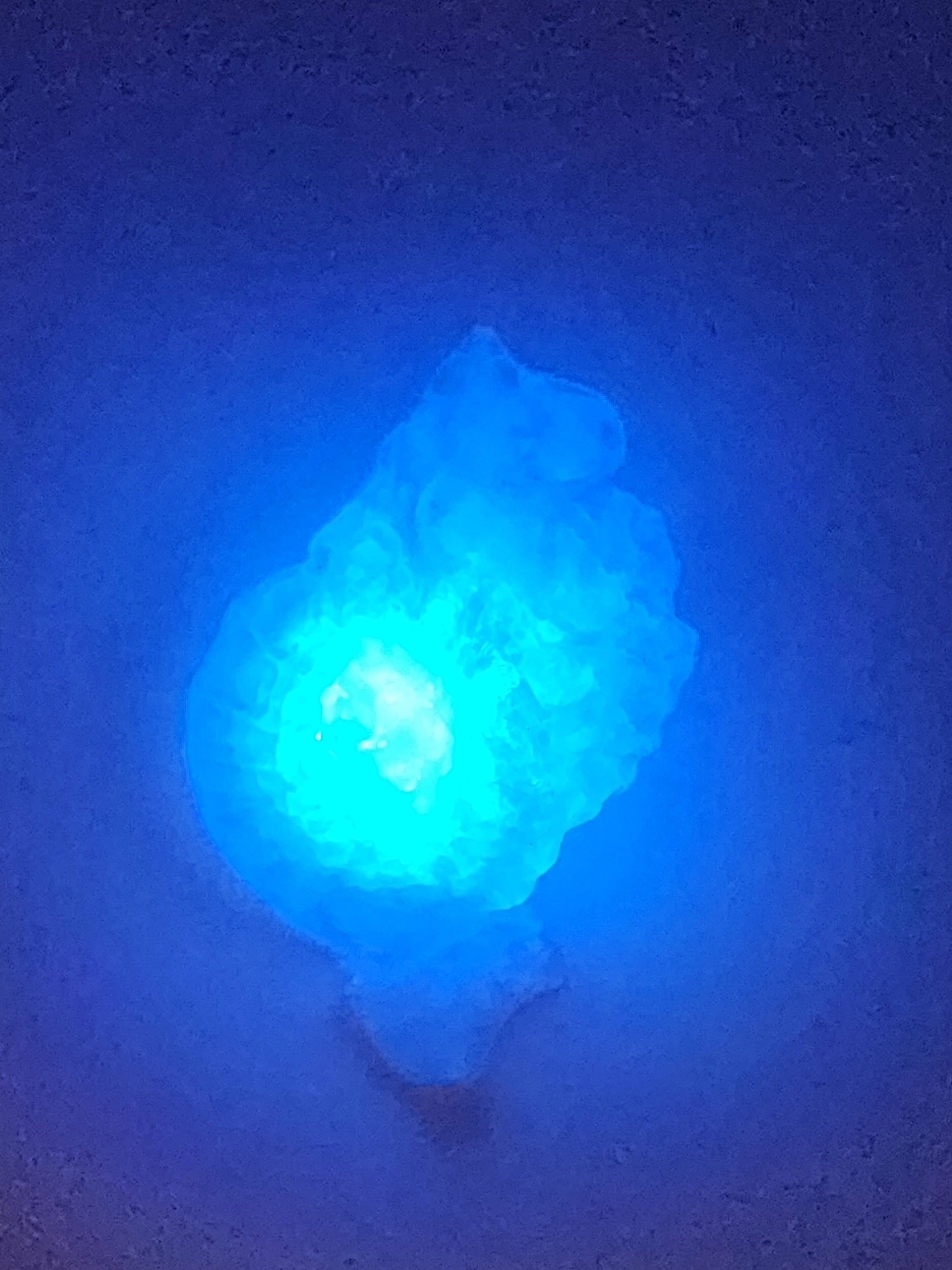 Shell Lights