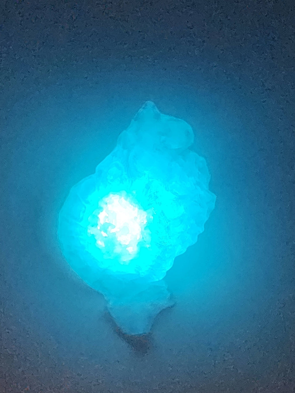 Shell Lights