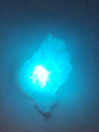 Shell Lights