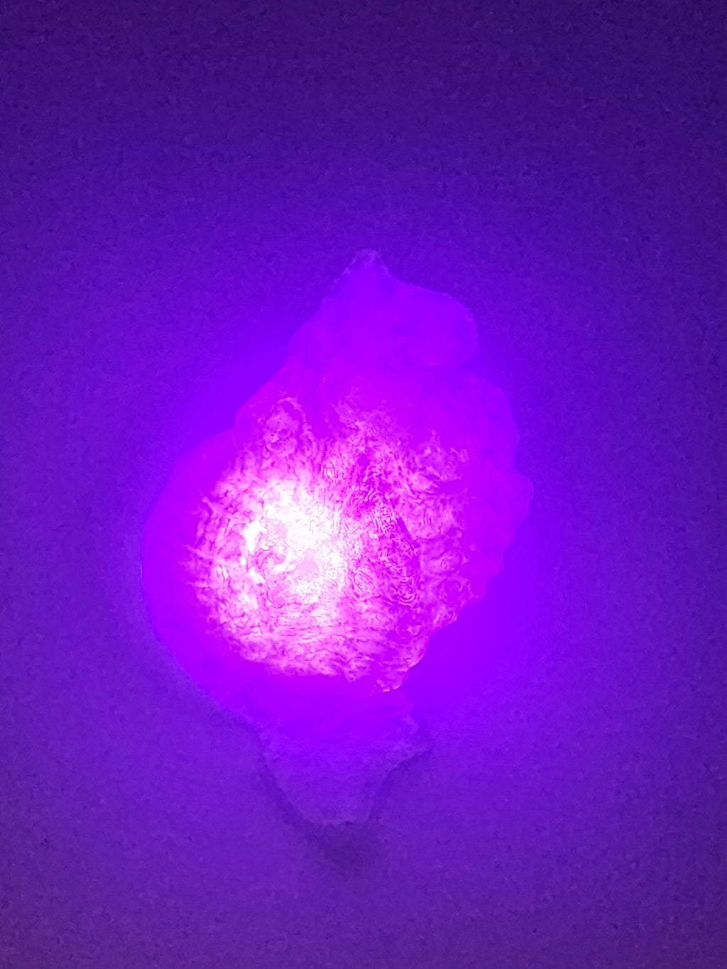 Shell Lights