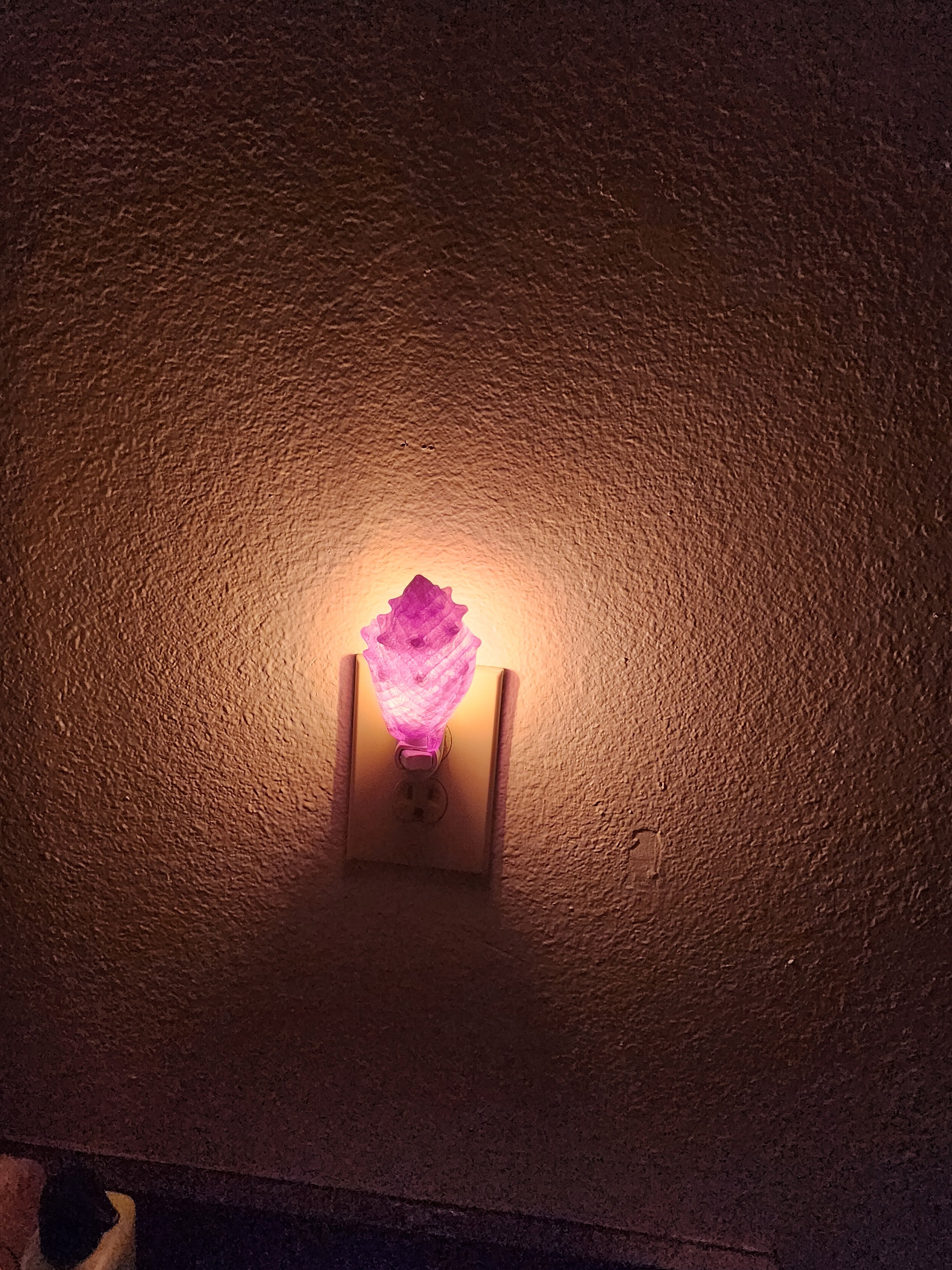 Shell Night Lights