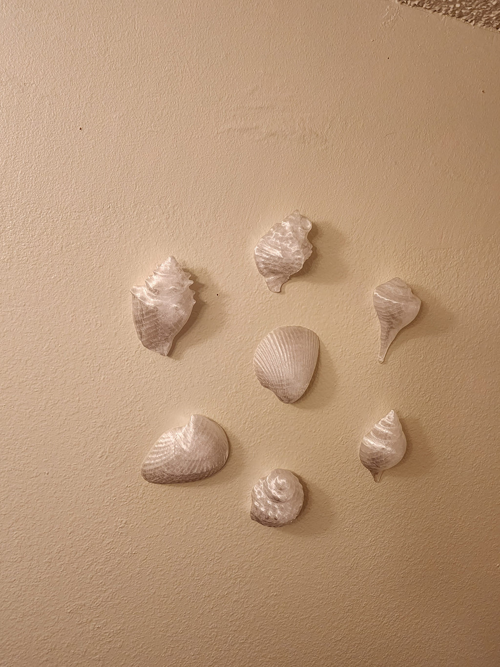 Shell Lights