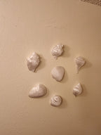 Shell Lights