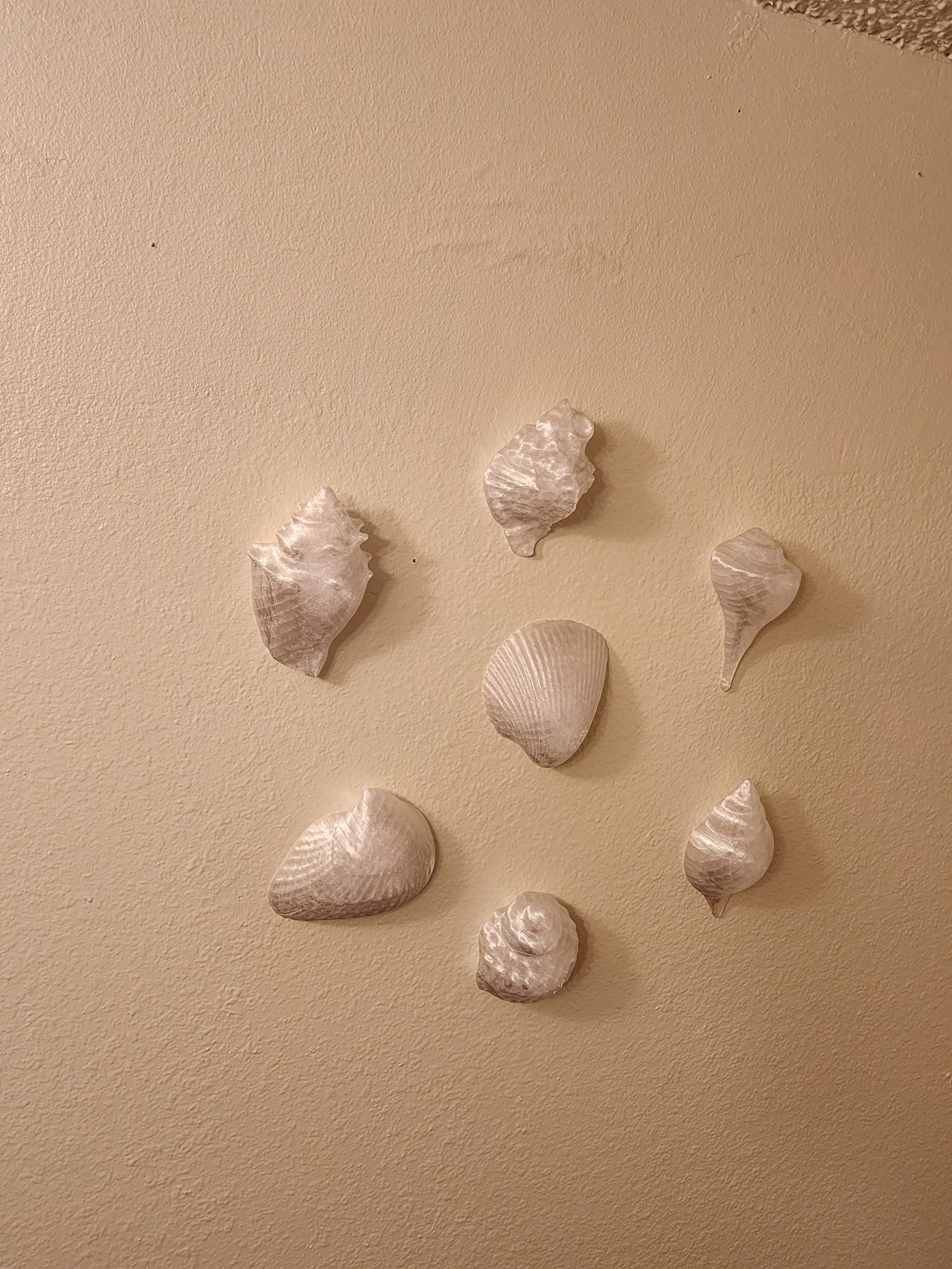 Shell Lights