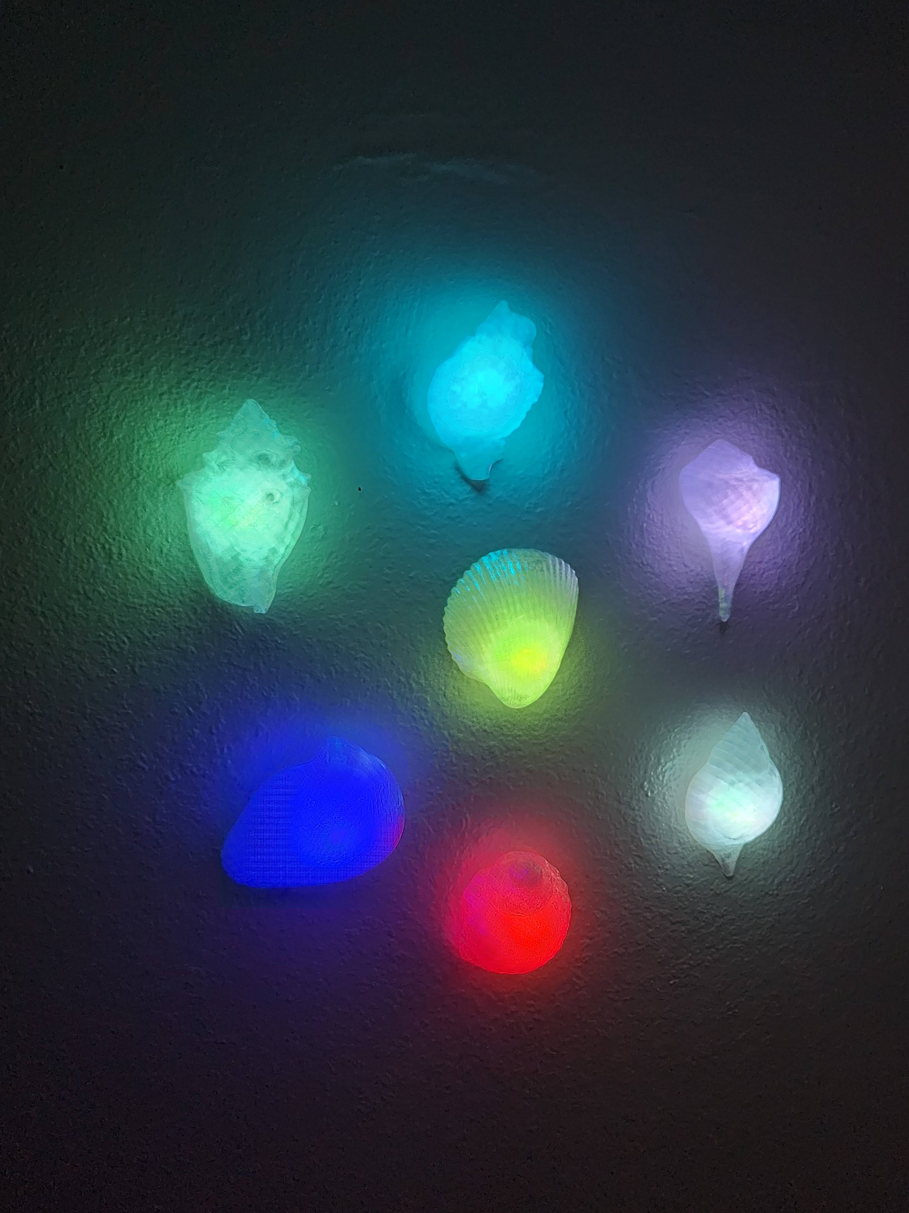 Shell Lights