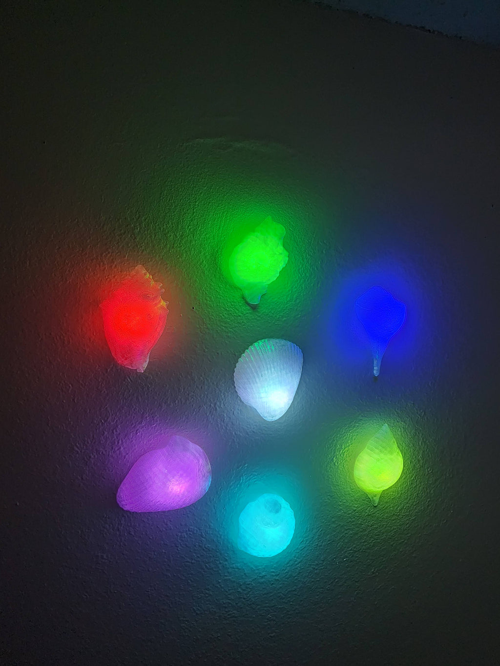 Shell Lights