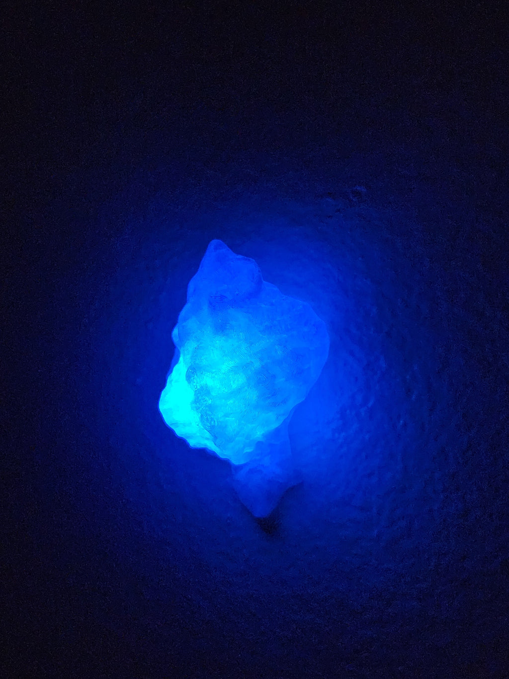 Shell Lights