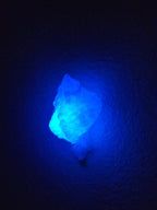 Shell Lights