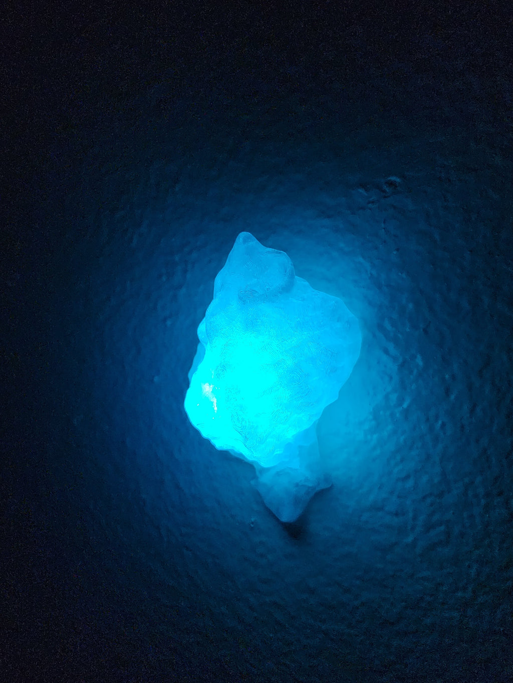 Shell Lights