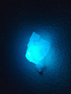 Shell Lights