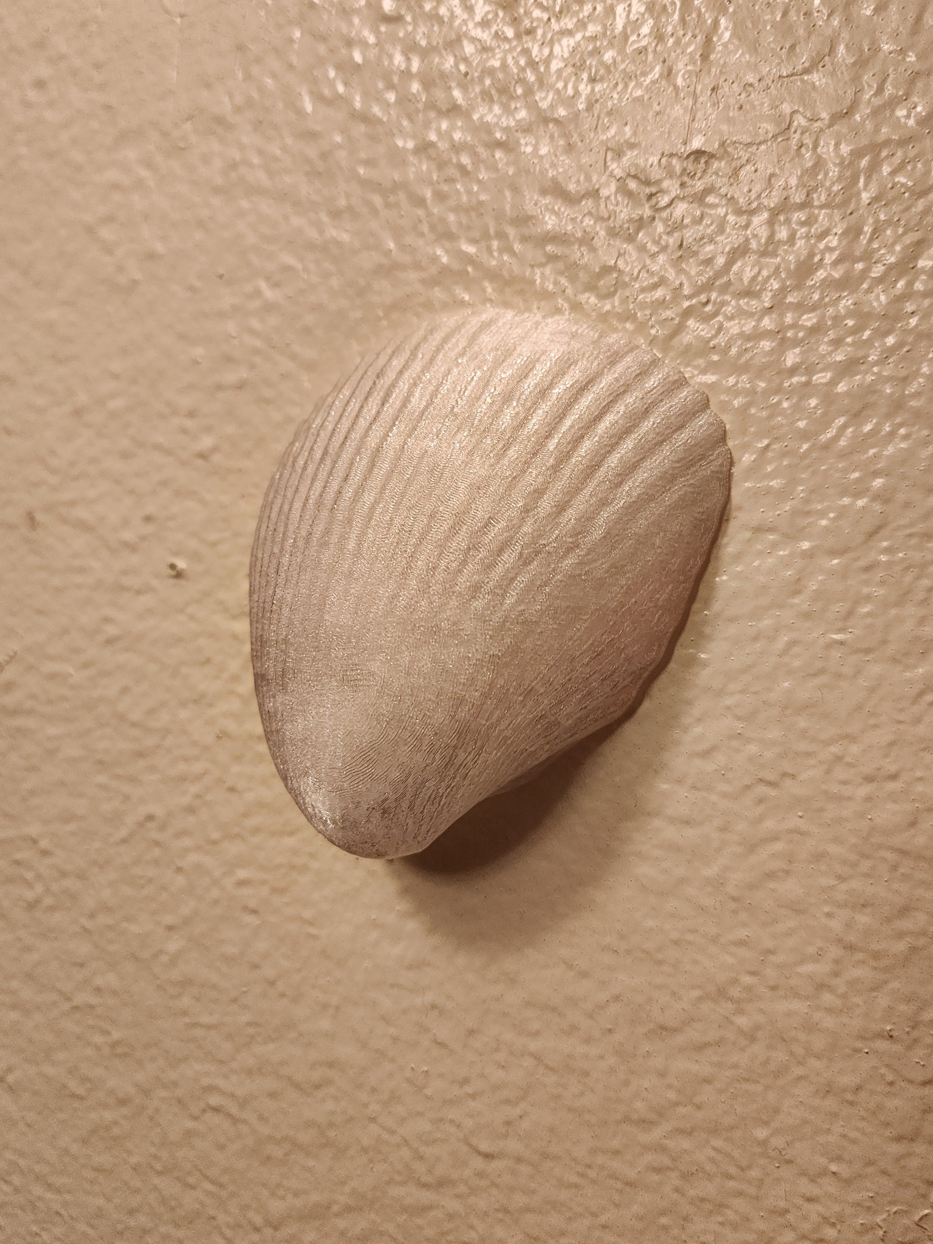 Shell Lights