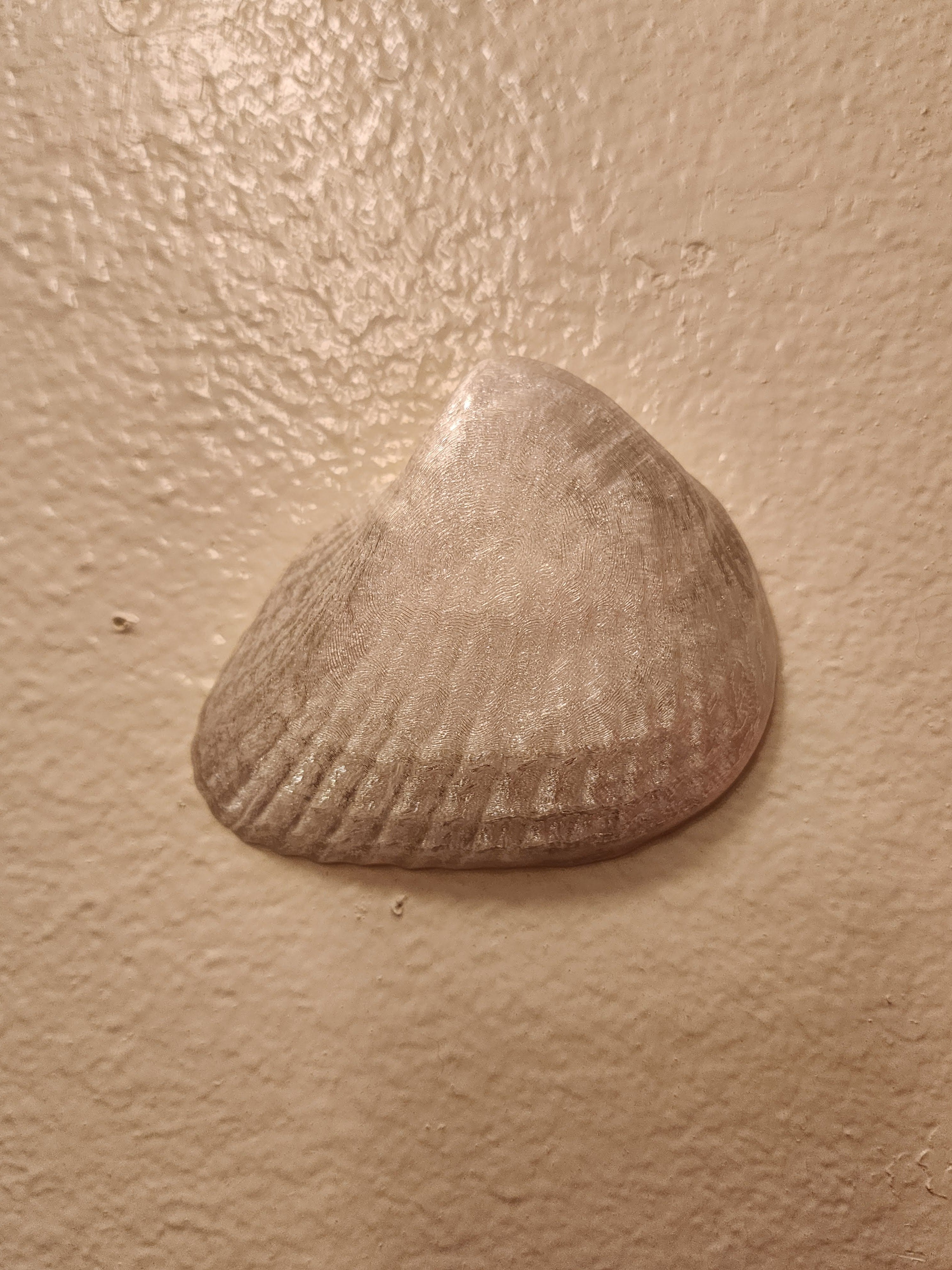 Shell Lights