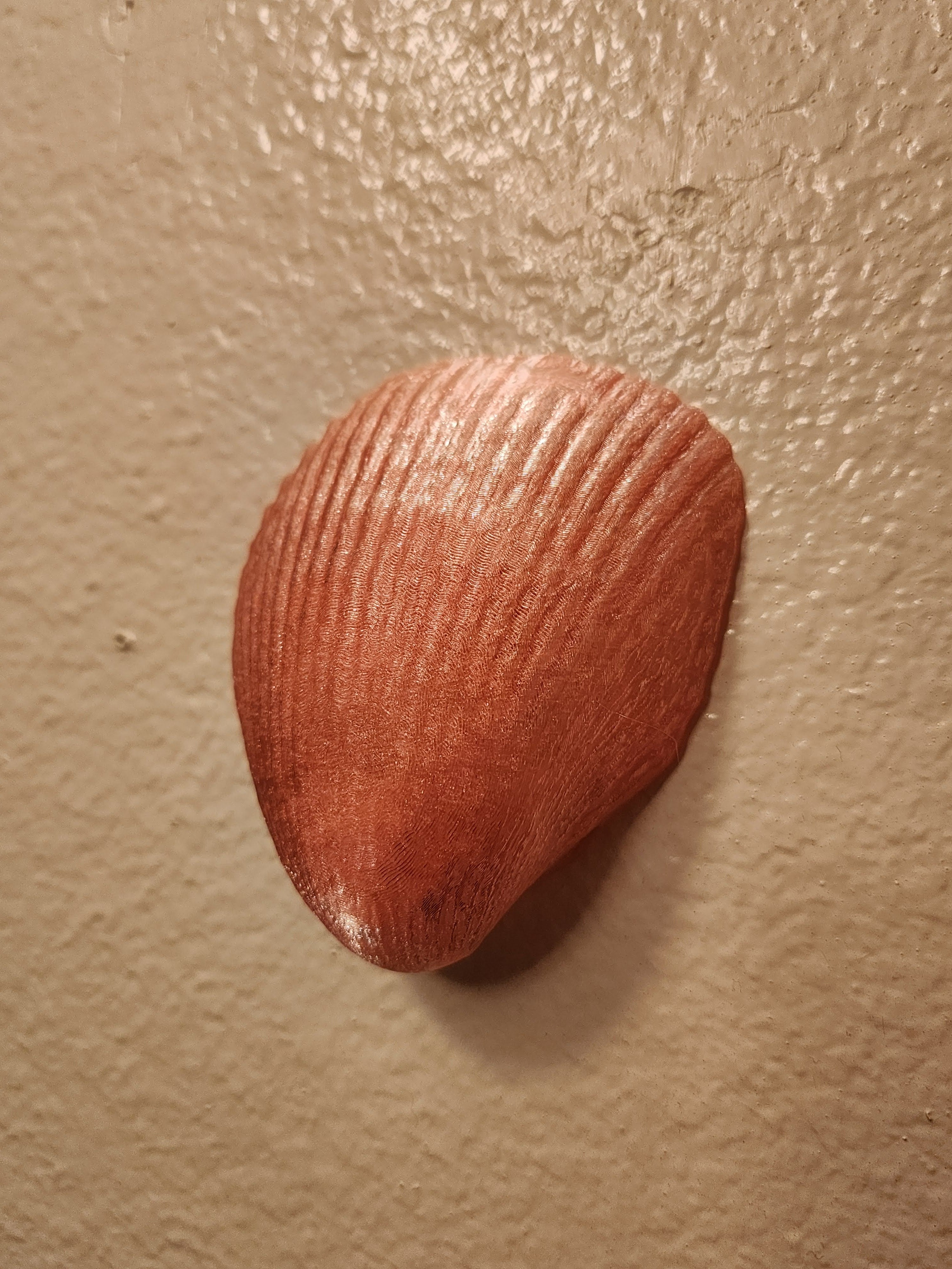 Shell Lights
